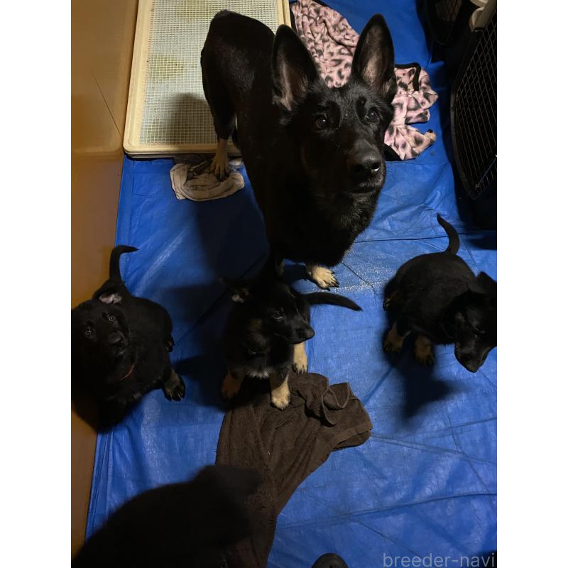 犬舎紹介の千葉県の犬舎紹介-5447の3枚目