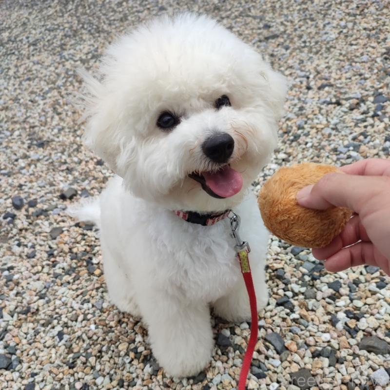 犬舎紹介の栃木県の犬舎紹介-2859の5枚目