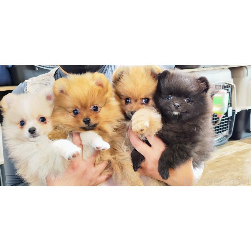 犬舎紹介の静岡県の犬舎紹介-4773の3枚目