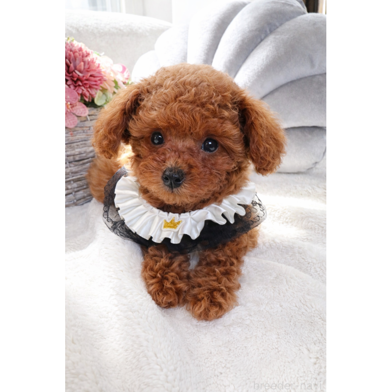 販売中の岐阜県のタイニープードル-441469の4枚目