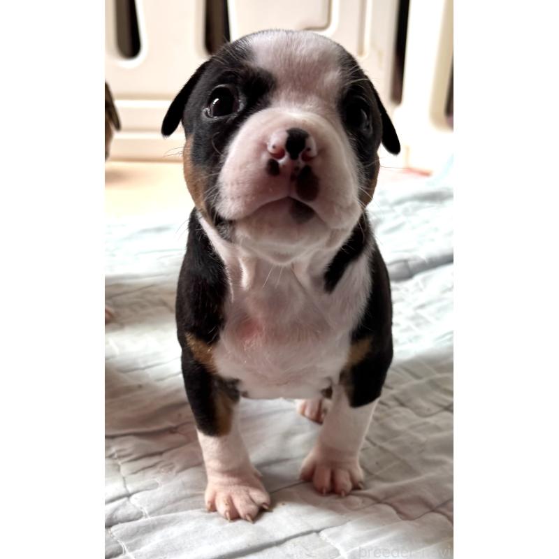 販売中の神奈川県のアメリカンピットブルテリア-445374