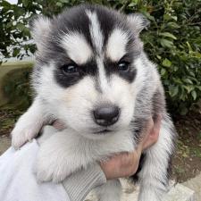 ♀︎シベリアンハスキー