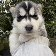 ♀︎シベリアンハスキー