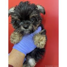 ♀︎チワプー:チワワ×トイプードル