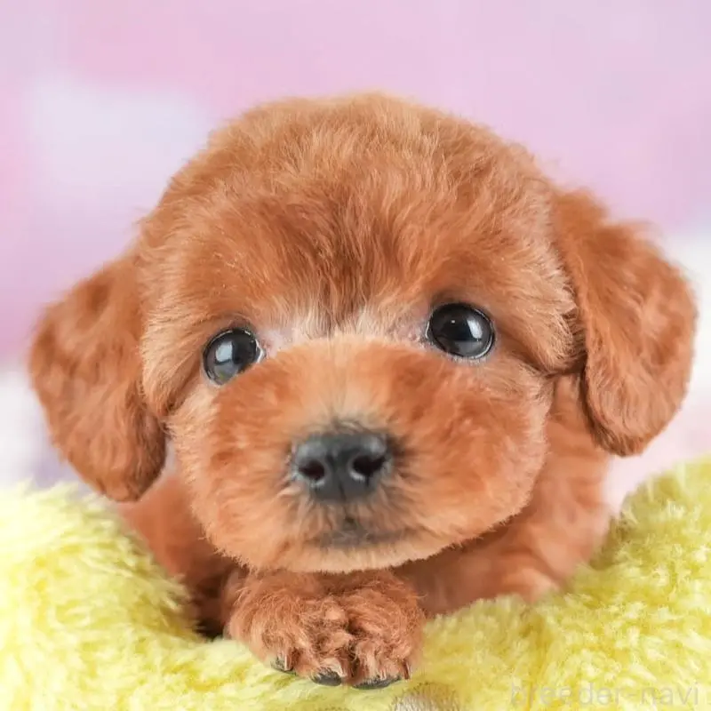 ♀︎トイプードル