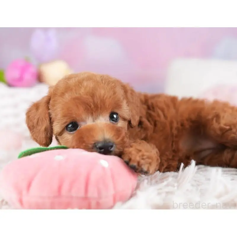 成約済の埼玉県のトイプードル-451187の10枚目