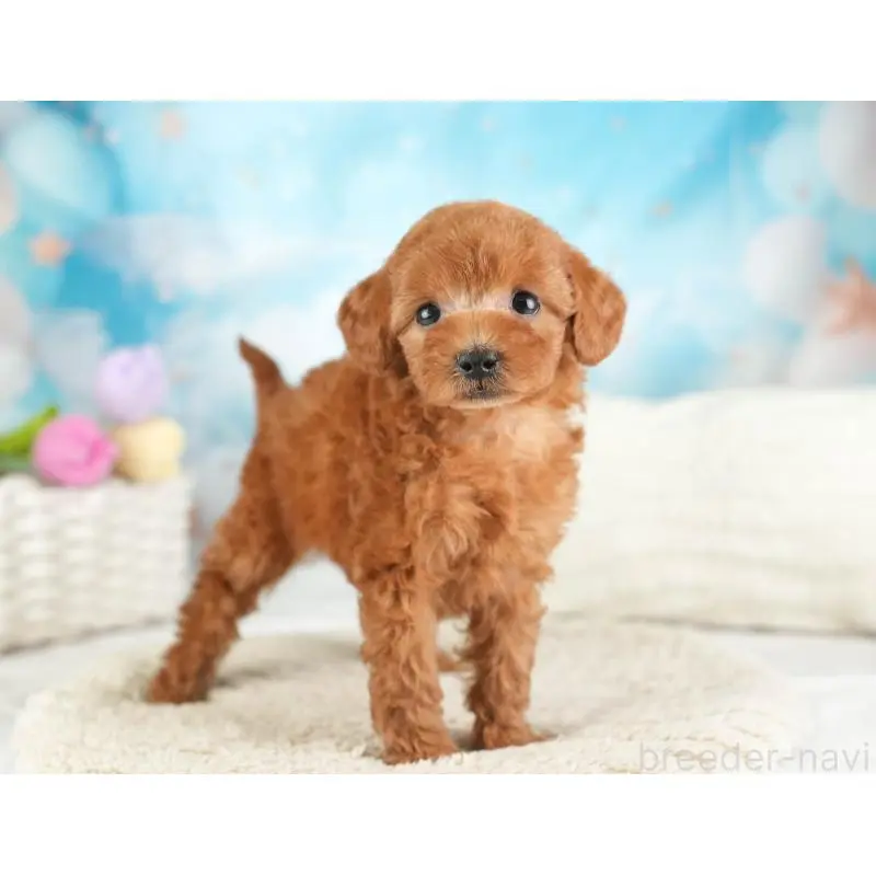 成約済の埼玉県のトイプードル-451187の9枚目