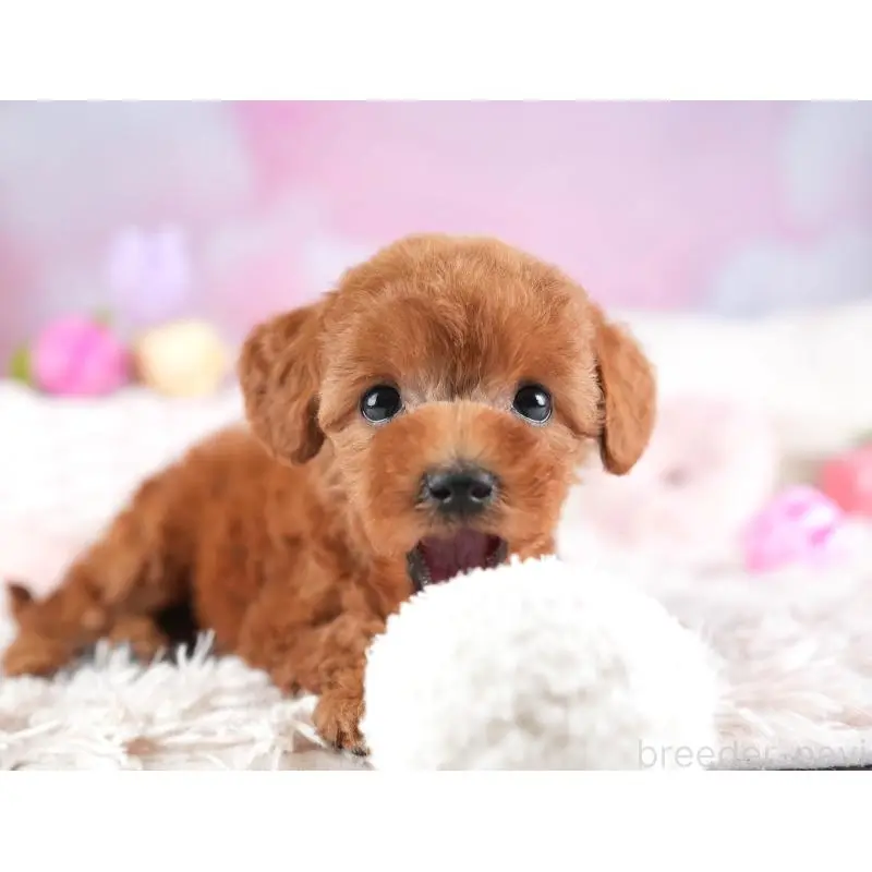 成約済の埼玉県のトイプードル-451187の8枚目