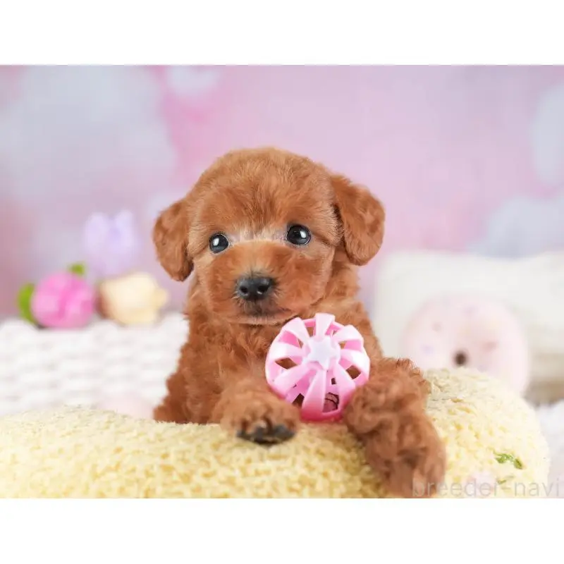 成約済の埼玉県のトイプードル-451187の7枚目