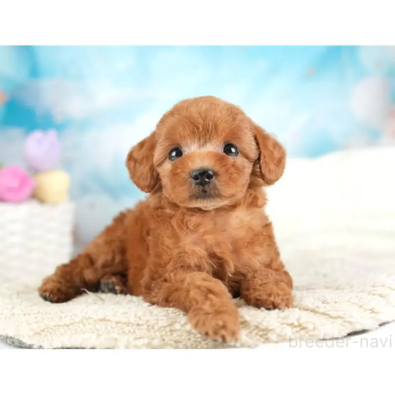 成約済の埼玉県のトイプードル-451187の6枚目