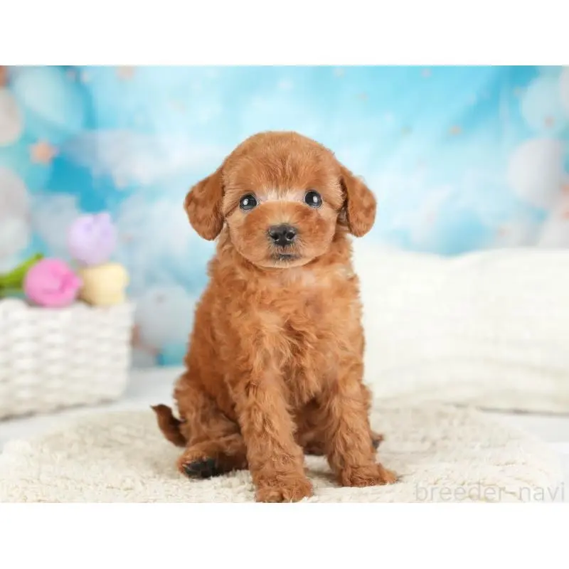 成約済の埼玉県のトイプードル-451187の5枚目