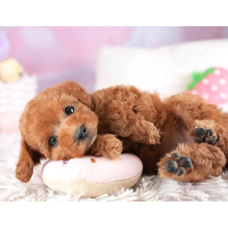 成約済の埼玉県のトイプードル-451187の4枚目