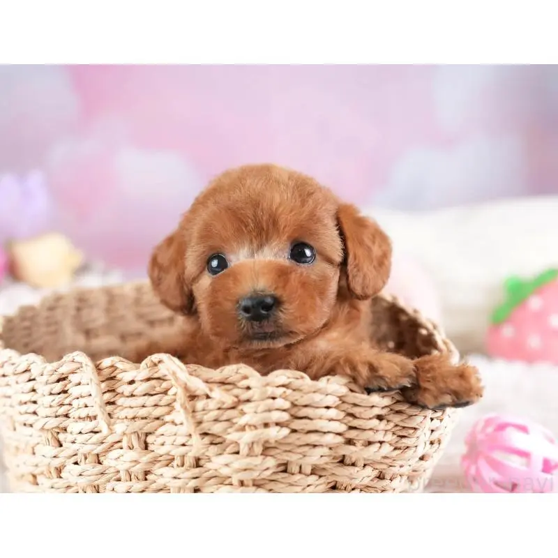 成約済の埼玉県のトイプードル-451187の3枚目