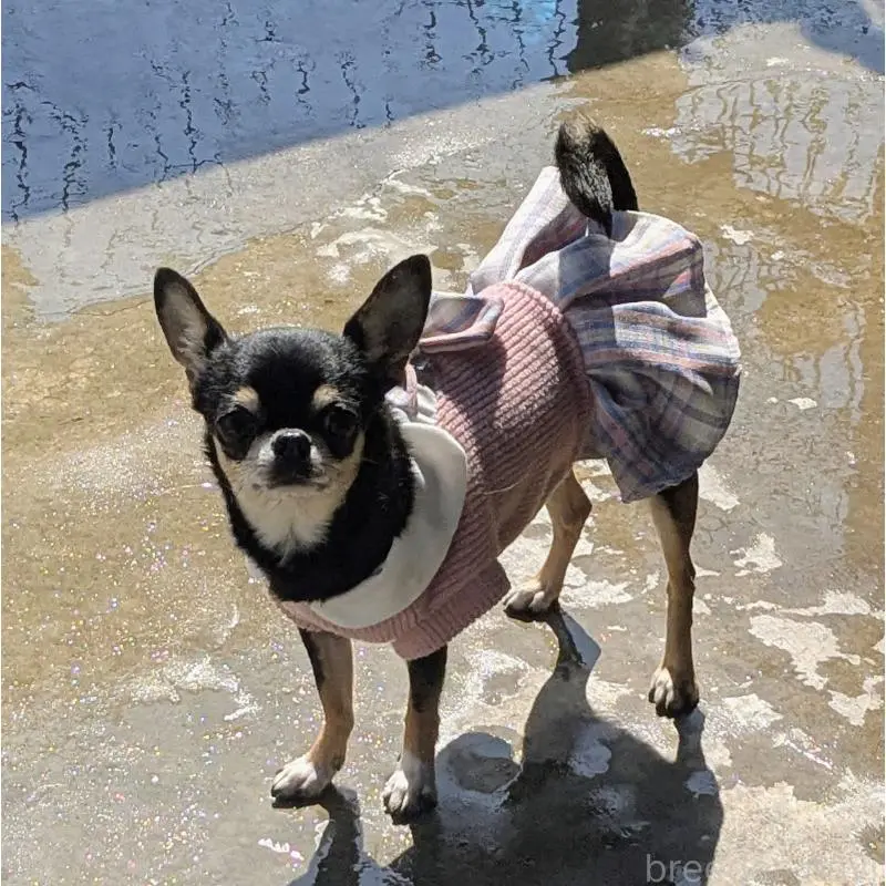 商談中の福井県のチワワ(スムースコート)-451190の4枚目