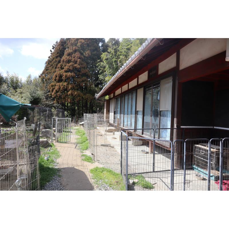 犬舎紹介の滋賀県の犬舎紹介-5448の3枚目