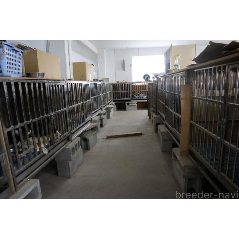 犬舎紹介の滋賀県の犬舎紹介-5448の5枚目