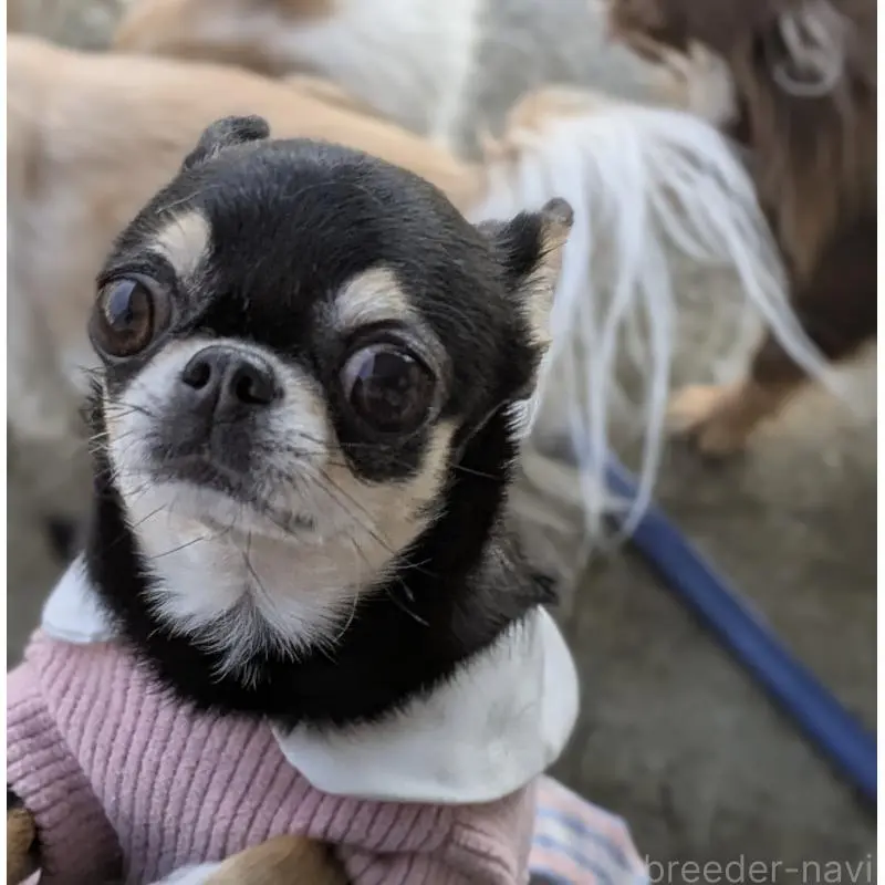 商談中の福井県のチワワ(スムースコート)-451190の3枚目