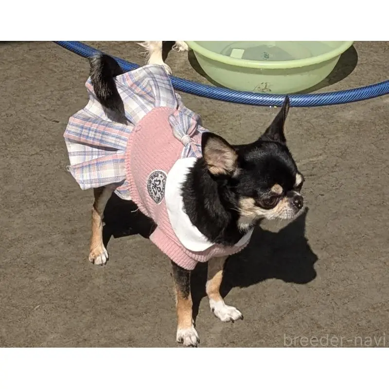 商談中の福井県のチワワ(スムースコート)-451190の2枚目