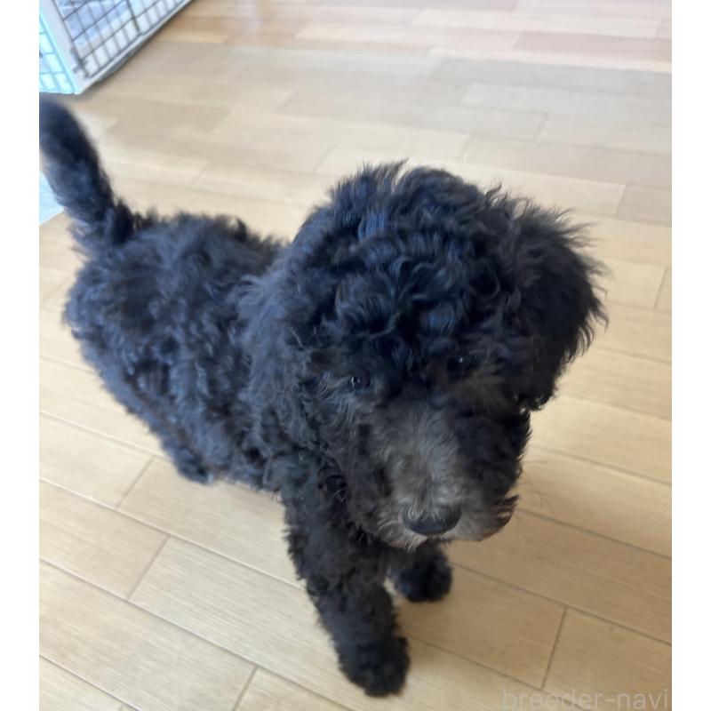 販売中の愛知県のスタンダードプードル-448008