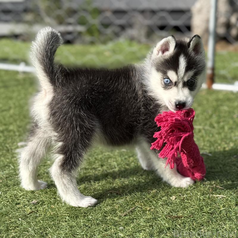 販売中の茨城県のミックス犬-451192の10枚目