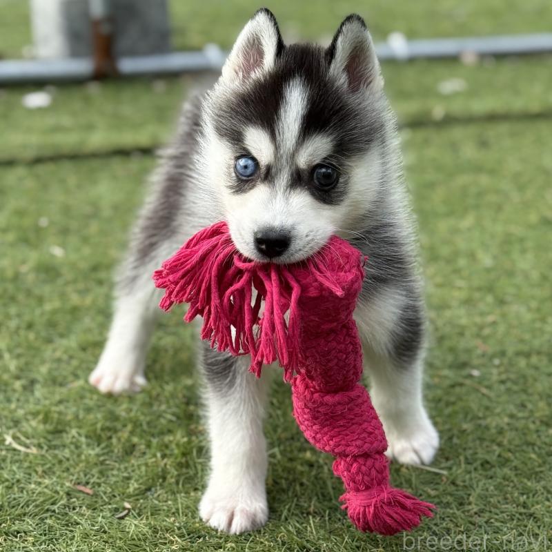 販売中の茨城県のミックス犬-451192の9枚目