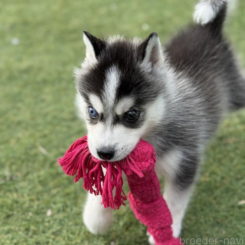 販売中の茨城県のミックス犬-451192の8枚目