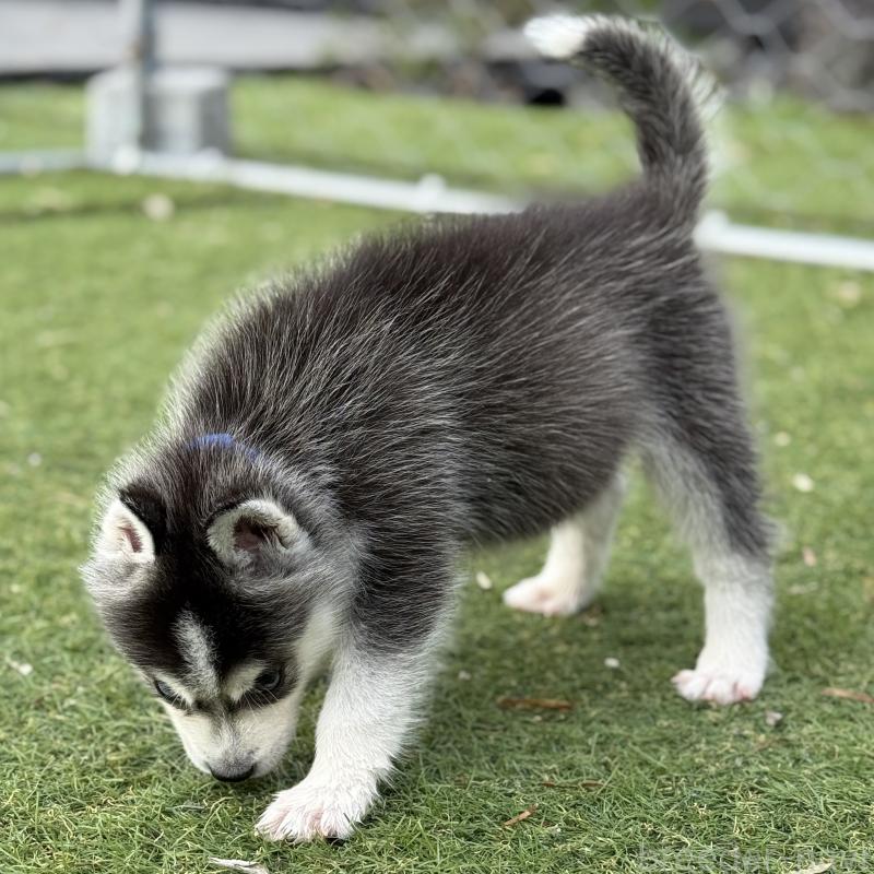 販売中の茨城県のミックス犬-451192の7枚目