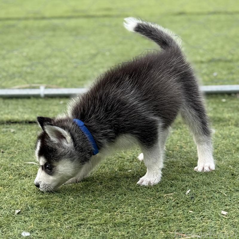 販売中の茨城県のミックス犬-451192の6枚目