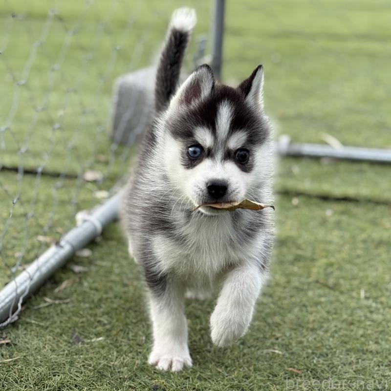 販売中の茨城県のミックス犬-451192