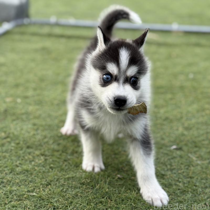 販売中の茨城県のミックス犬-451192の5枚目