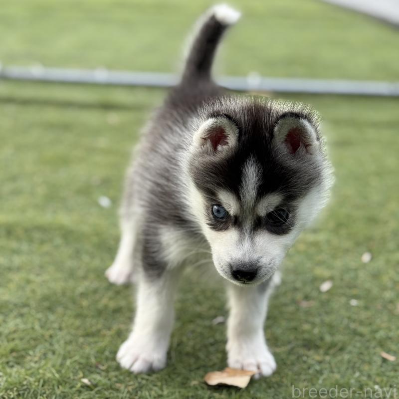 販売中の茨城県のミックス犬-451192の4枚目