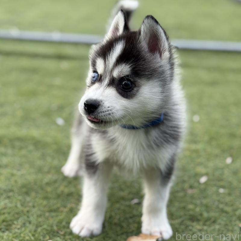 販売中の茨城県のミックス犬-451192の3枚目