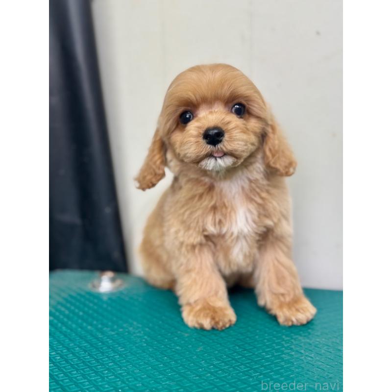 成約済の茨城県のコッカプー:アメリカンコッカースパニエル×トイプードル-445593の10枚目