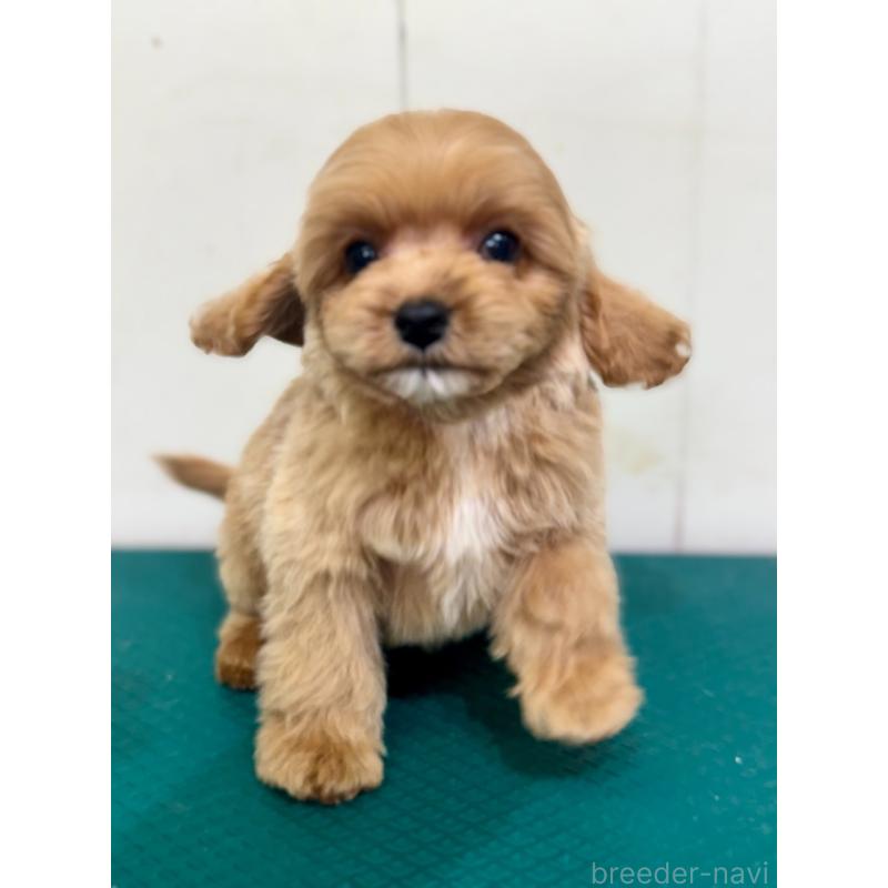 成約済の茨城県のコッカプー:アメリカンコッカースパニエル×トイプードル-445593の9枚目