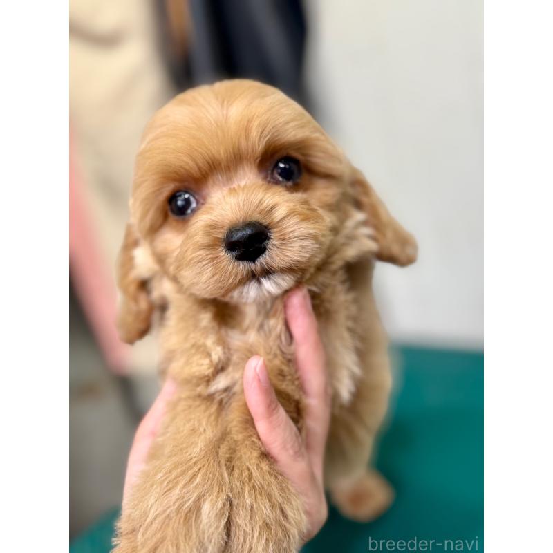 成約済の茨城県のコッカプー:アメリカンコッカースパニエル×トイプードル-445593の8枚目