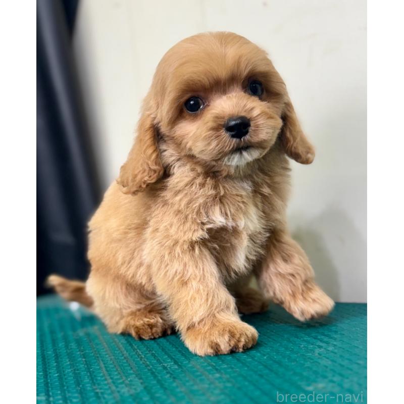 成約済の茨城県のコッカプー:アメリカンコッカースパニエル×トイプードル-445593の7枚目