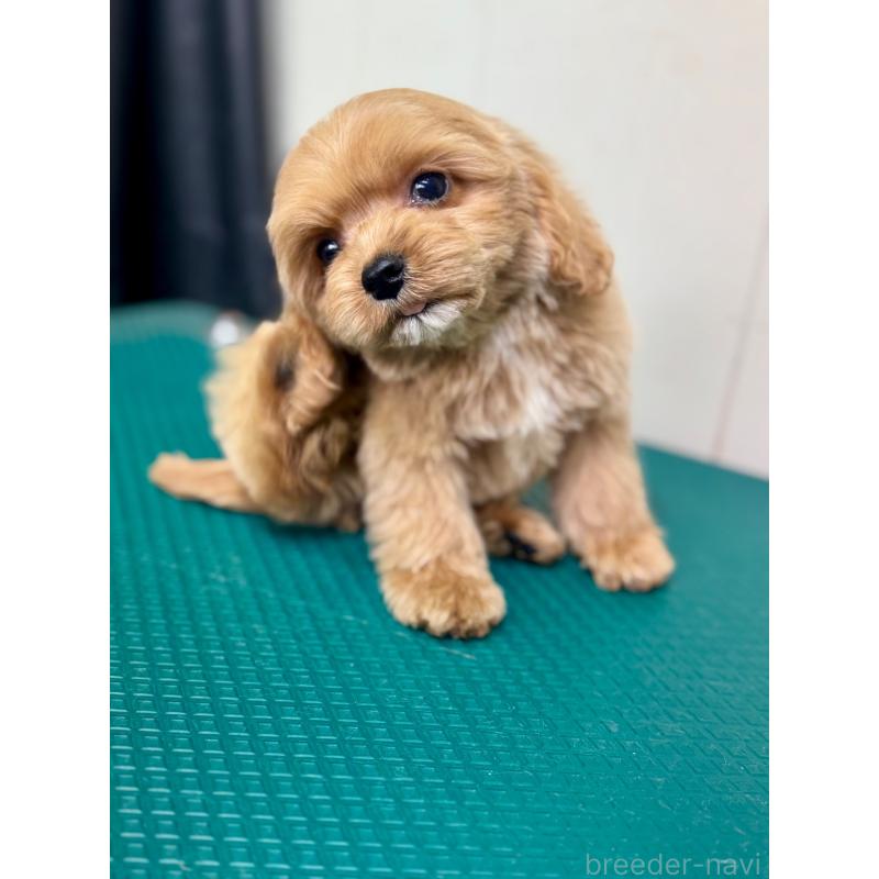 成約済の茨城県のコッカプー:アメリカンコッカースパニエル×トイプードル-445593の6枚目