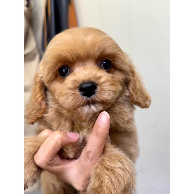 成約済の茨城県のコッカプー:アメリカンコッカースパニエル×トイプードル-445593の5枚目