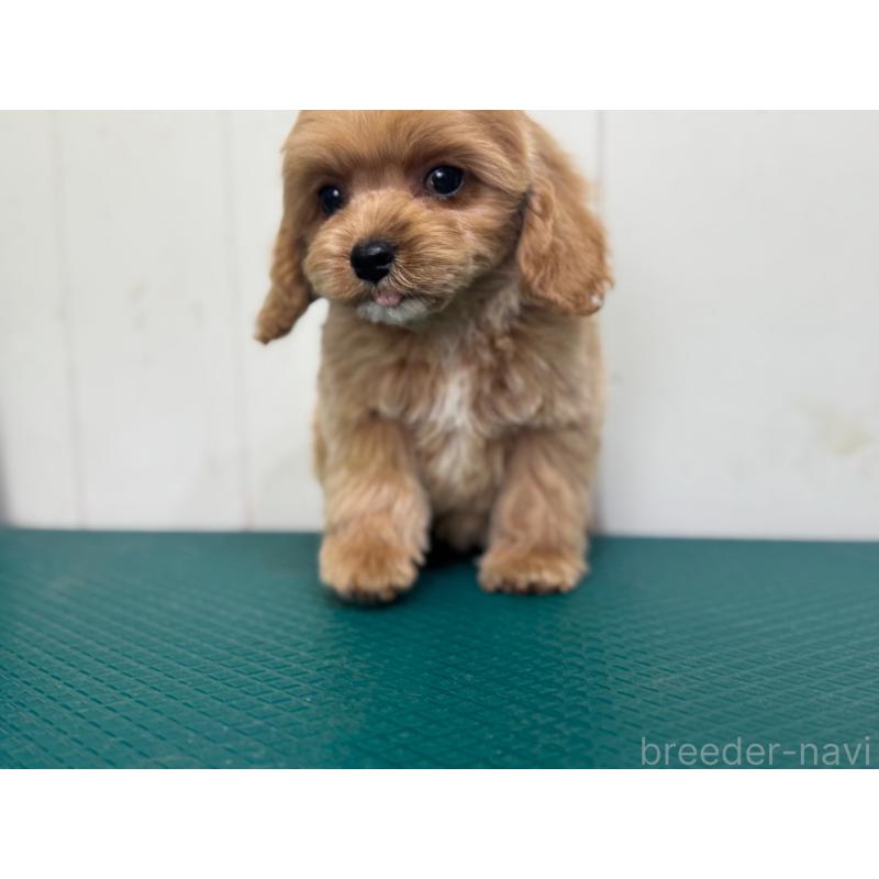 成約済の茨城県のコッカプー:アメリカンコッカースパニエル×トイプードル-445593の4枚目