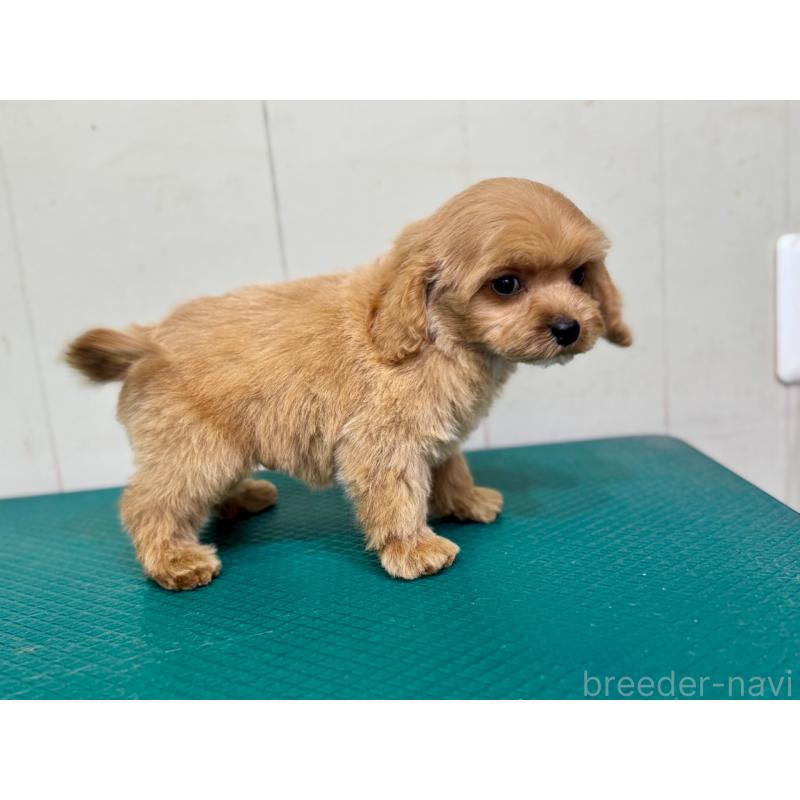 成約済の茨城県のコッカプー:アメリカンコッカースパニエル×トイプードル-445593の3枚目