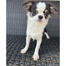 ♀︎チワワ(ロングコート)