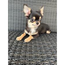 ♀︎チワワ(ロングコート)