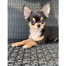 ♀︎チワワ(ロングコート)