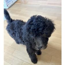 ♀︎スタンダードプードル