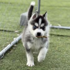 ♀︎ミックス犬