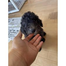 ♀︎スタンダードプードル