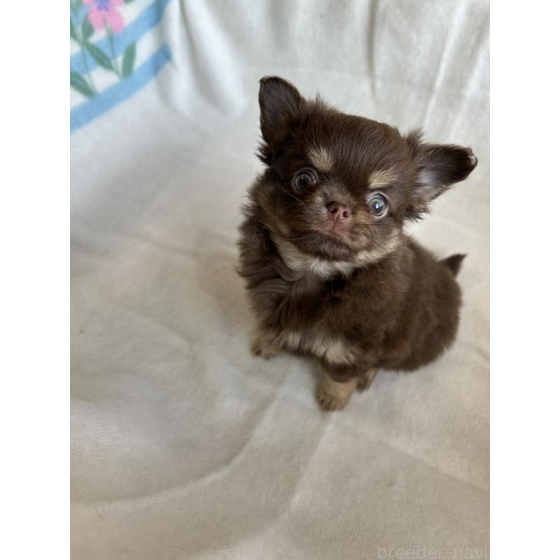 販売中の愛知県のチワワ(ロングコート)-446967