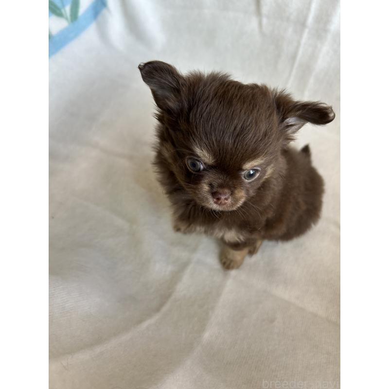 販売中の愛知県のチワワ(ロングコート)-446967の9枚目