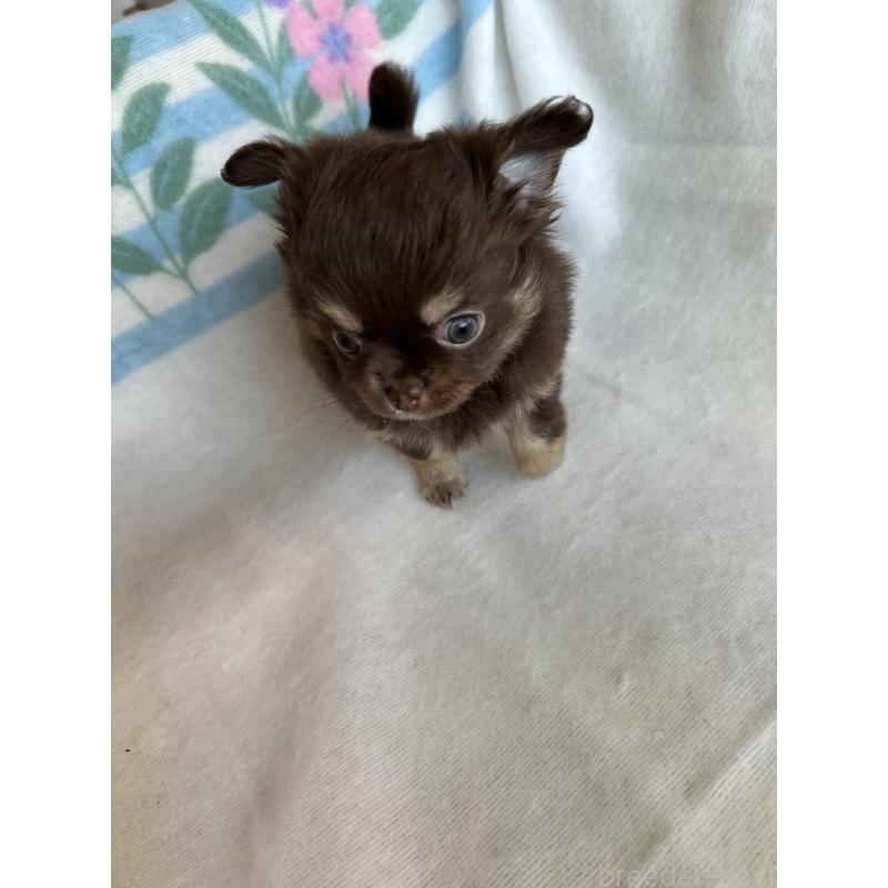 販売中の愛知県のチワワ(ロングコート)-446967の8枚目