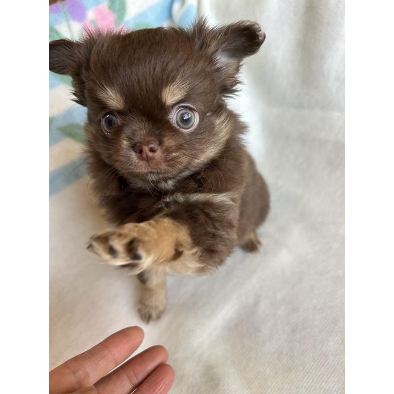 販売中の愛知県のチワワ(ロングコート)-446967の7枚目